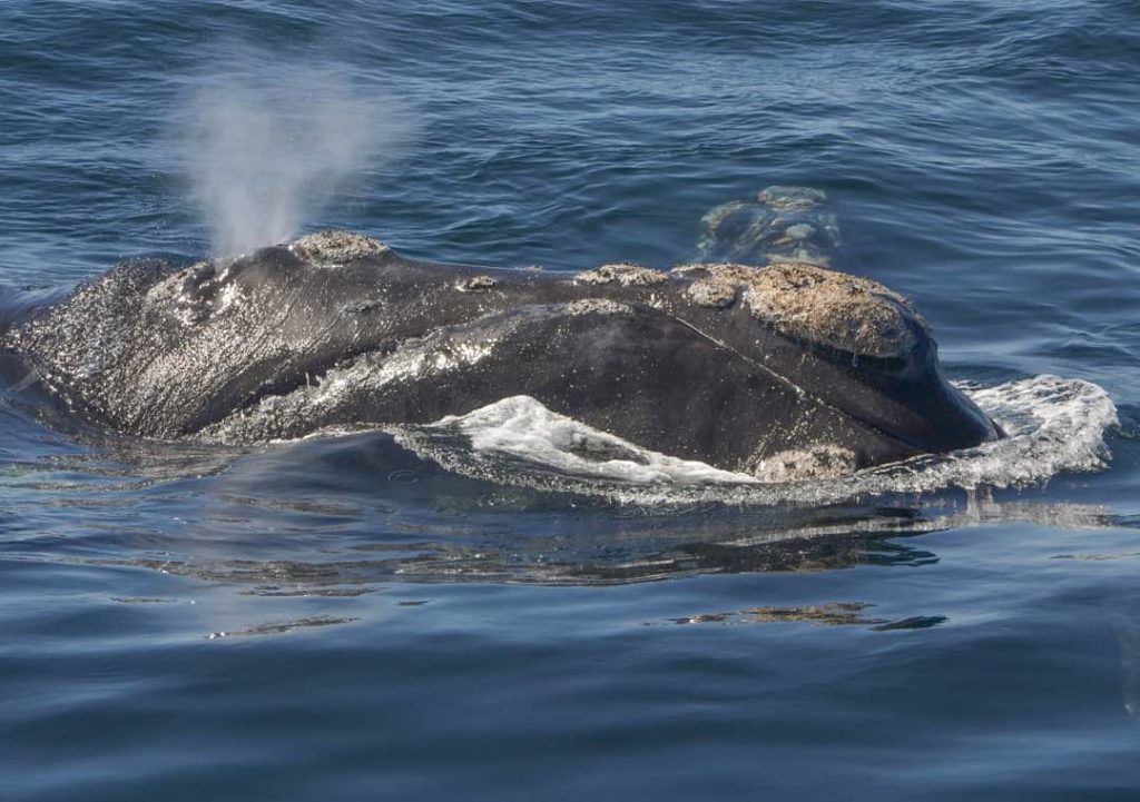Onde é possível observar baleias no Brasil? No Sul de Santa Catarina entre julho e novembro