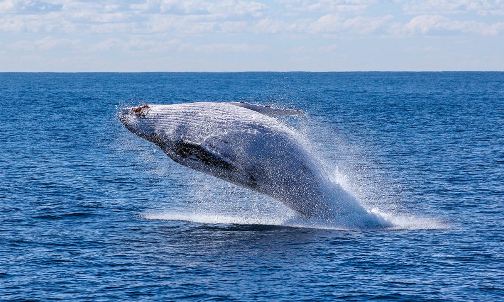 Avistar baleias está na lista sobre o que fazer em Jervis Bay na Austrália